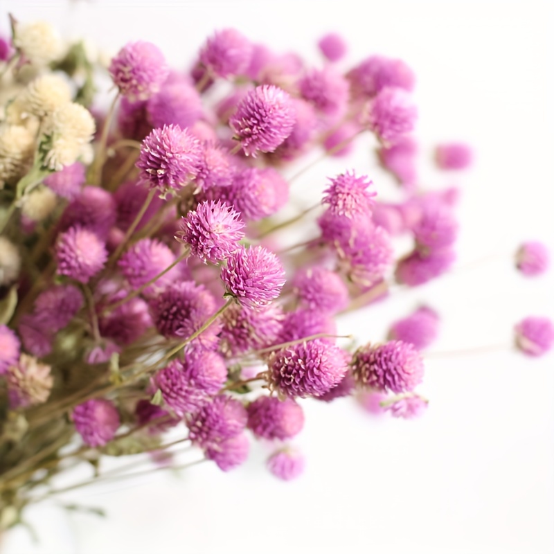 Pink Globe Amaranth, Dried Flowers