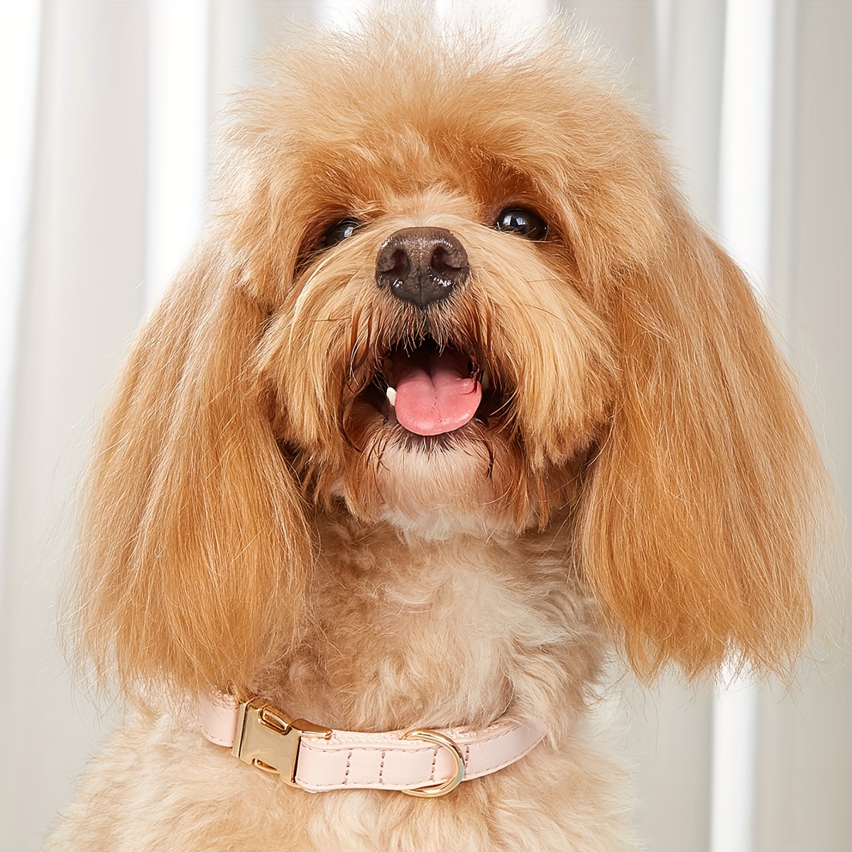TEMU Adjustable Dog Collar With & Metal Plate - Name/number, 5 Colors (,,,) & 3 Sizes Suitable For Puppies & Dogs