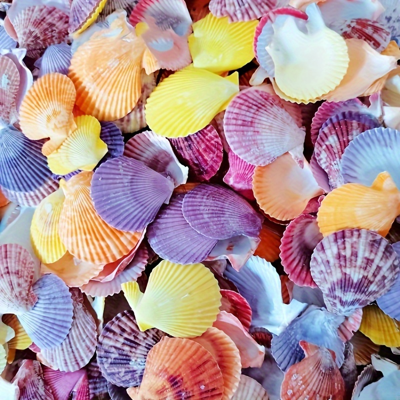 30pcs Pecten Natural Colorful Scallop Sea Shells Fish Tank Home