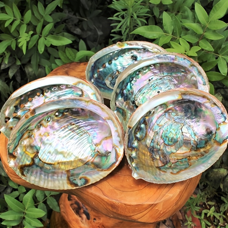 

1pc Natural Green Abalone Shells, For Sage Smudging, Burning Incense, Incense Holder&home Decoration 3.8~5.1 Inch