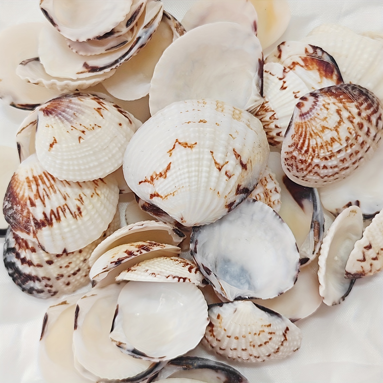 Natural Scallops For Diy Crafts Home Decor White Sea Shells - Temu