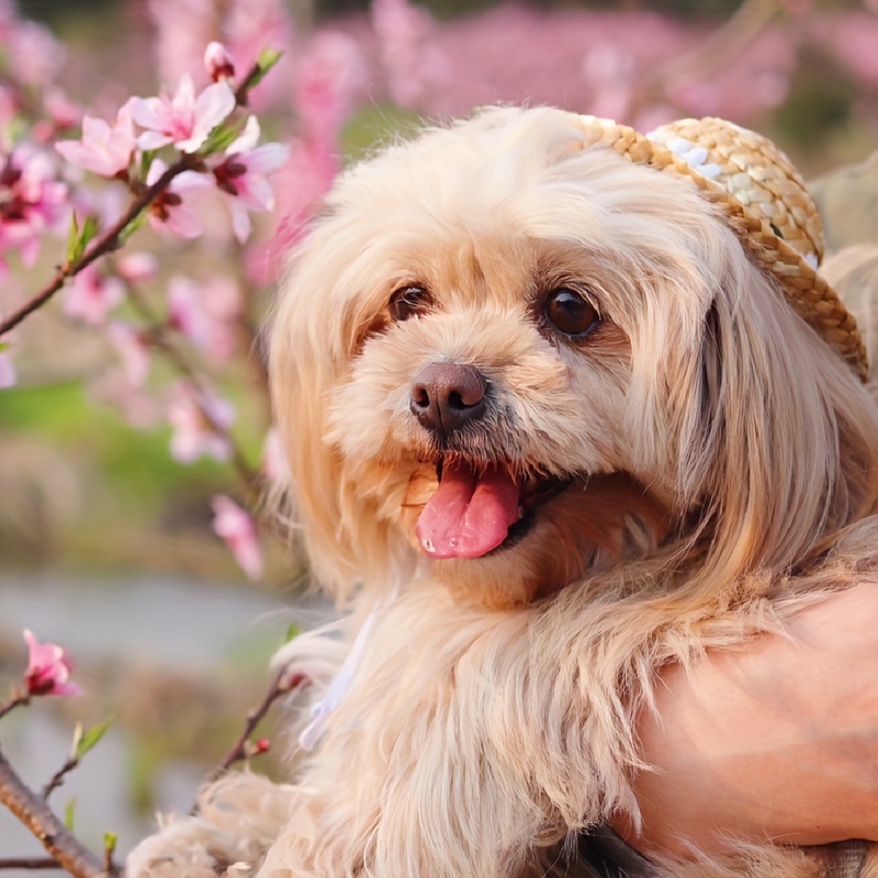 Dog Sunflower Straw Hat for Medium Dogs