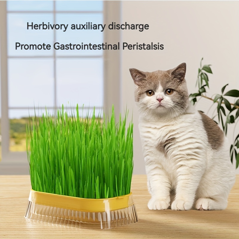 Maodom Pot de culture d'herbe à chat, vase hydroponique transparent, boîte  d'herbe pour chat, accessoire pour animaux de compagnie, bac de germination