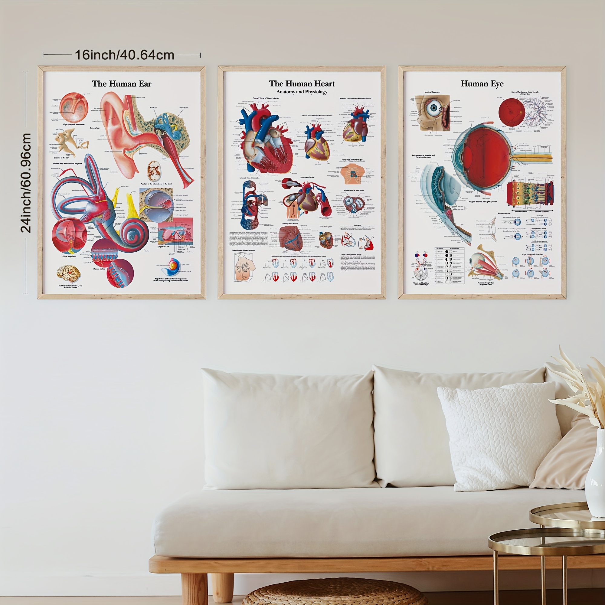 Set 3 Vintage Anatomy Posters Perfect Wall Decor Home Office | Check ...