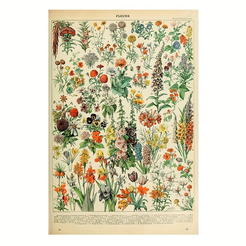 Educational Vintage Wild Flower Poster White Woody Perennial - Temu ...