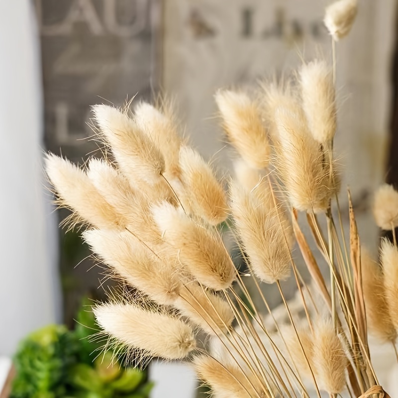 Dried Bunny Tail Grass, Small Natural Dry Grass Dried Grey Flowers Bouquet,  Wedding Dry Flower Bunch For Home Garden Party Decor Flower Arrangement,  Winter Xmas Home Decor - Temu