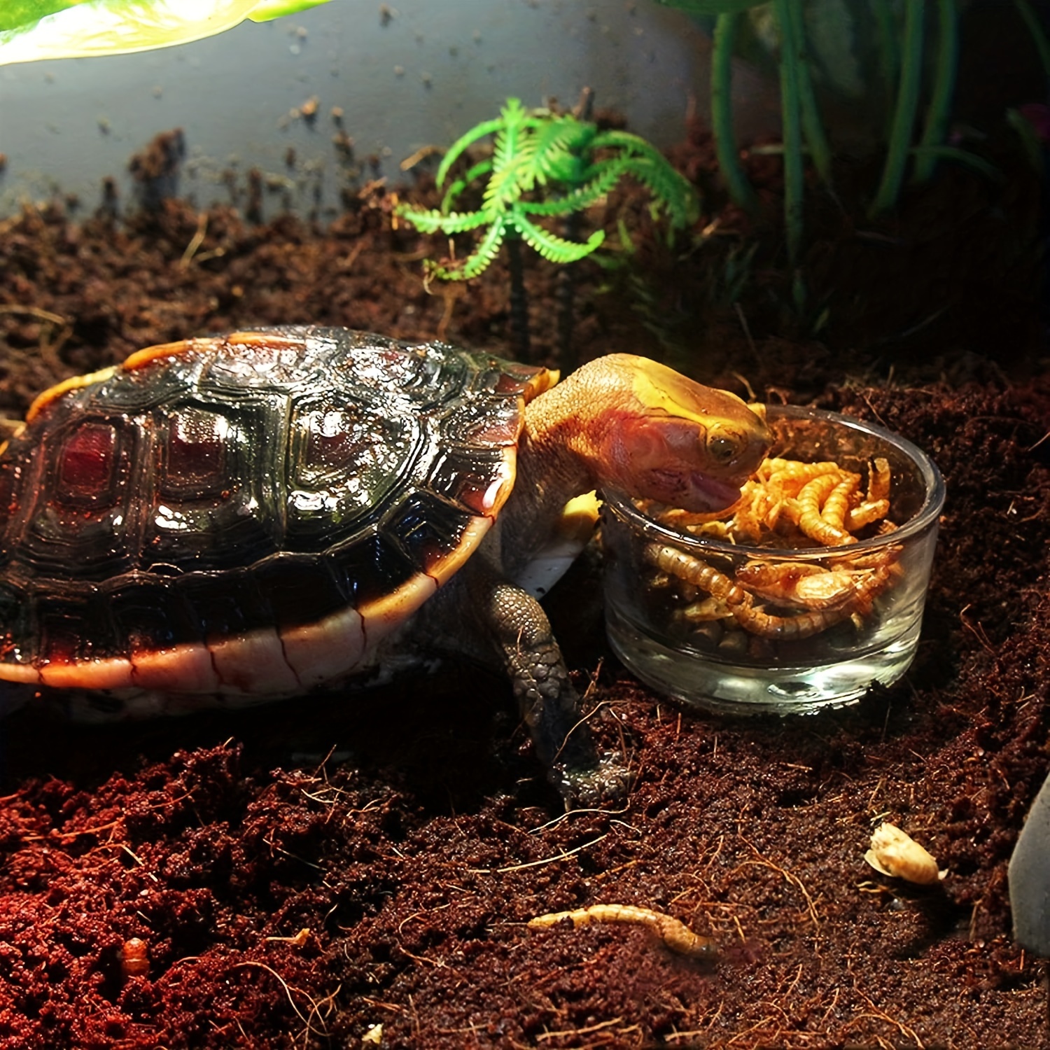 Tarantula Bowls Mini Small Animals Reptile Sling Baby Bowls Dishes Perfect  for All Types of Small Critters 