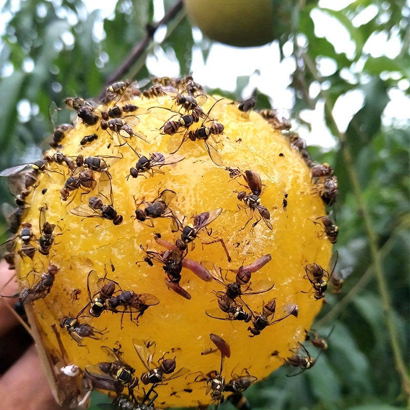 1pc Pumpkin Shape Sticky Fly Trap Ball Creative Plant - Temu