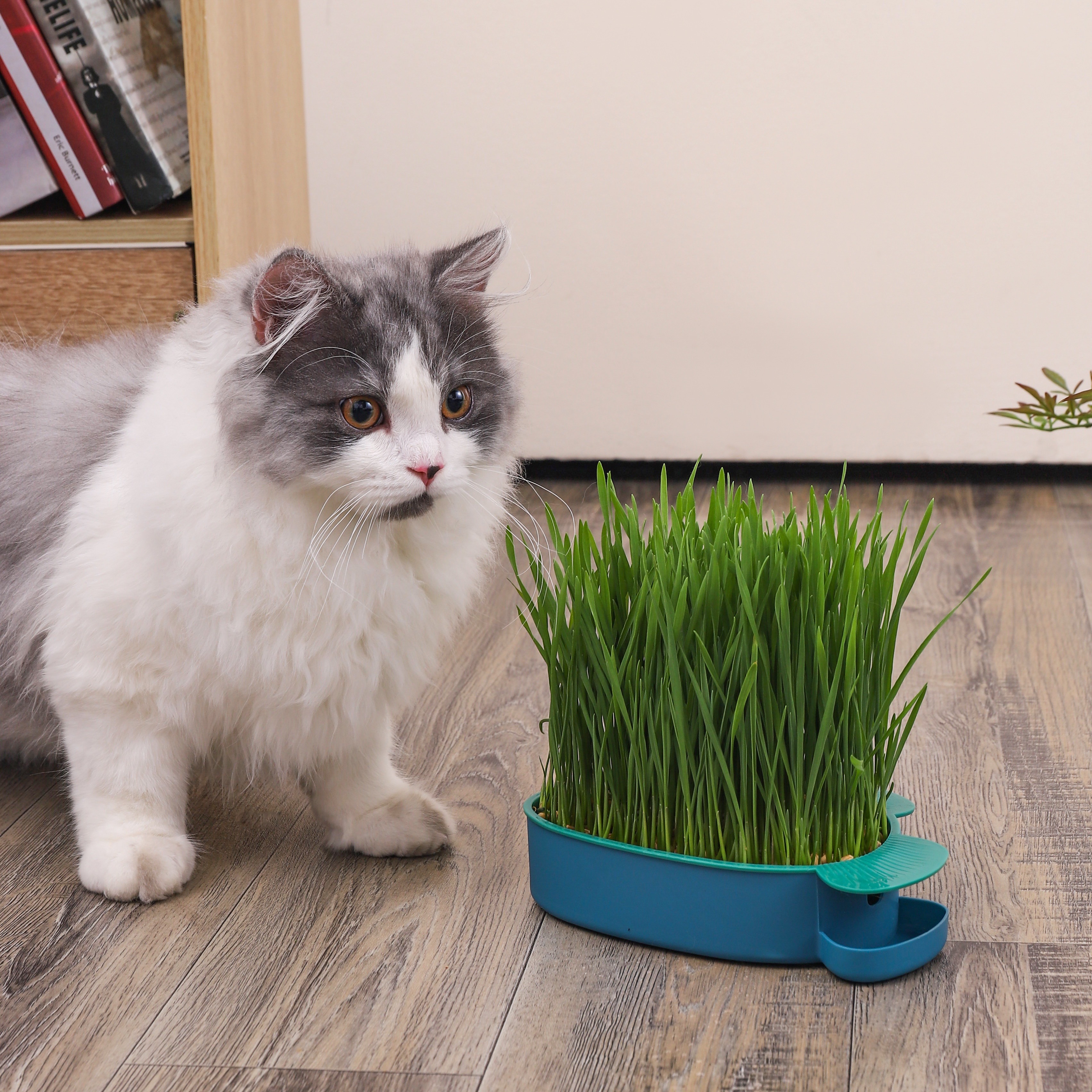 Pot hydroponique d’herbe pour chat, Collation pour chat Plantation