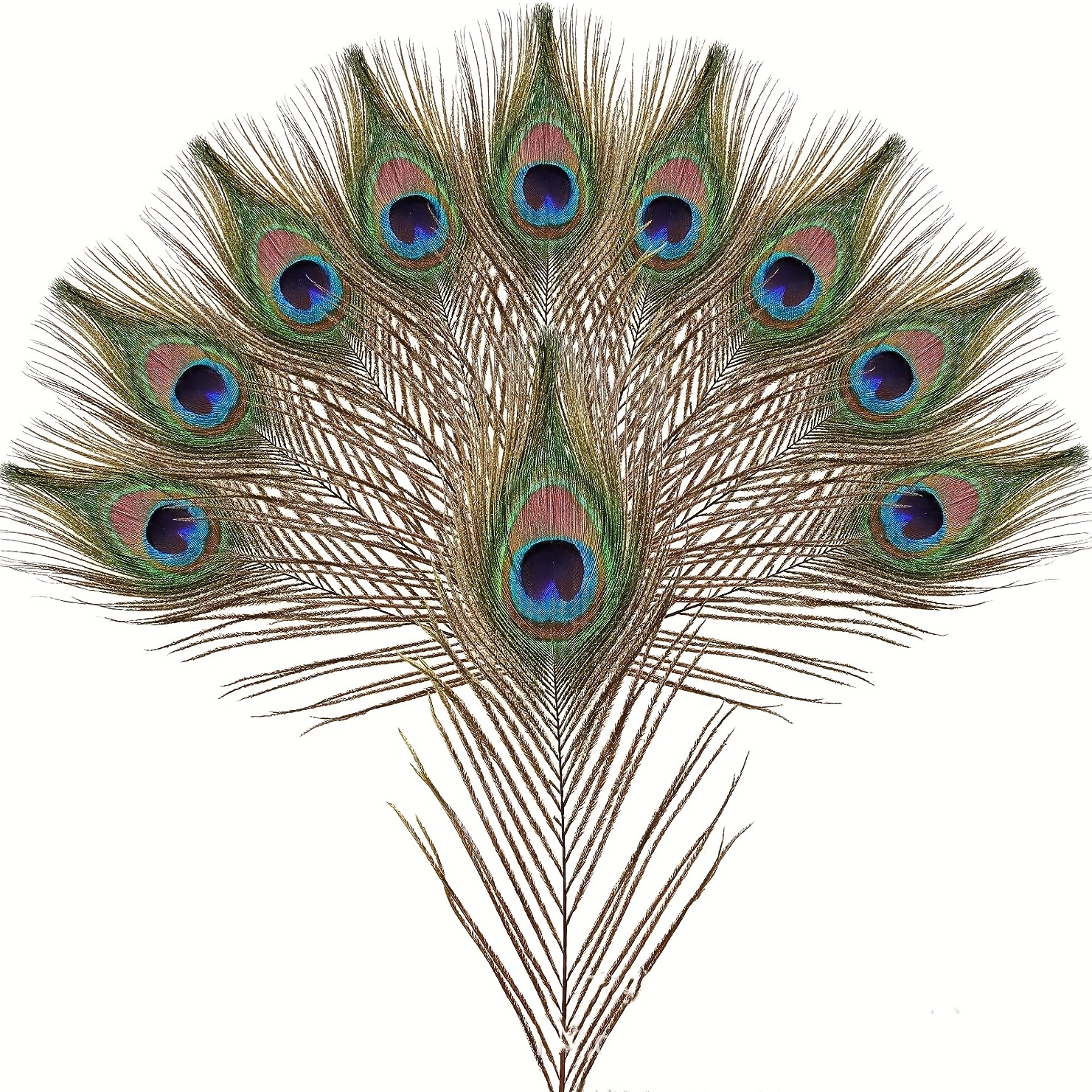 Peacock Feather Decoration 