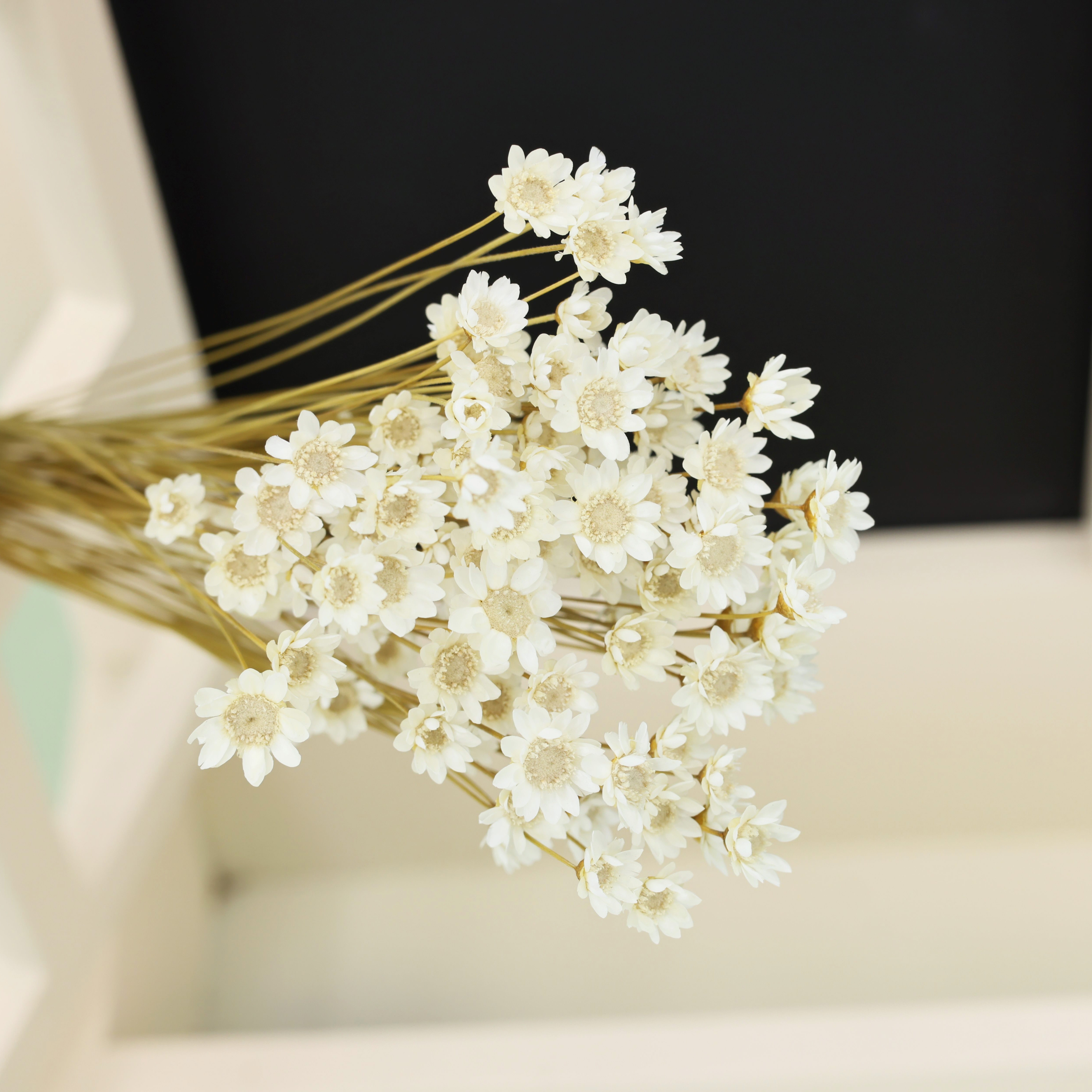 WILLBOND Flores secas naturales brasileñas pequeñas margaritas secas  blancas decorativas mini ramo de manzanilla para bodas, arreglos florales y