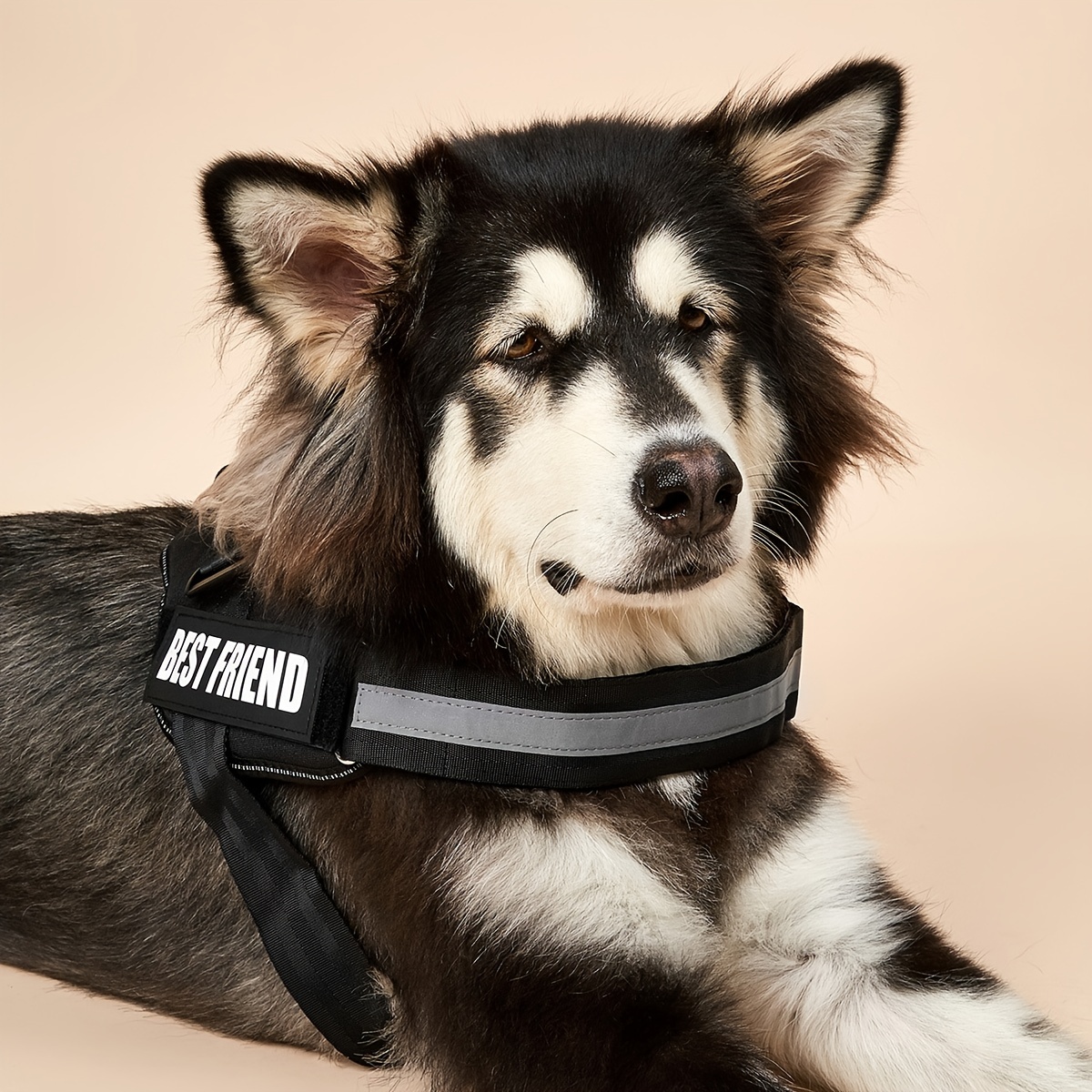 Harnais Anti Traction Gros Chien