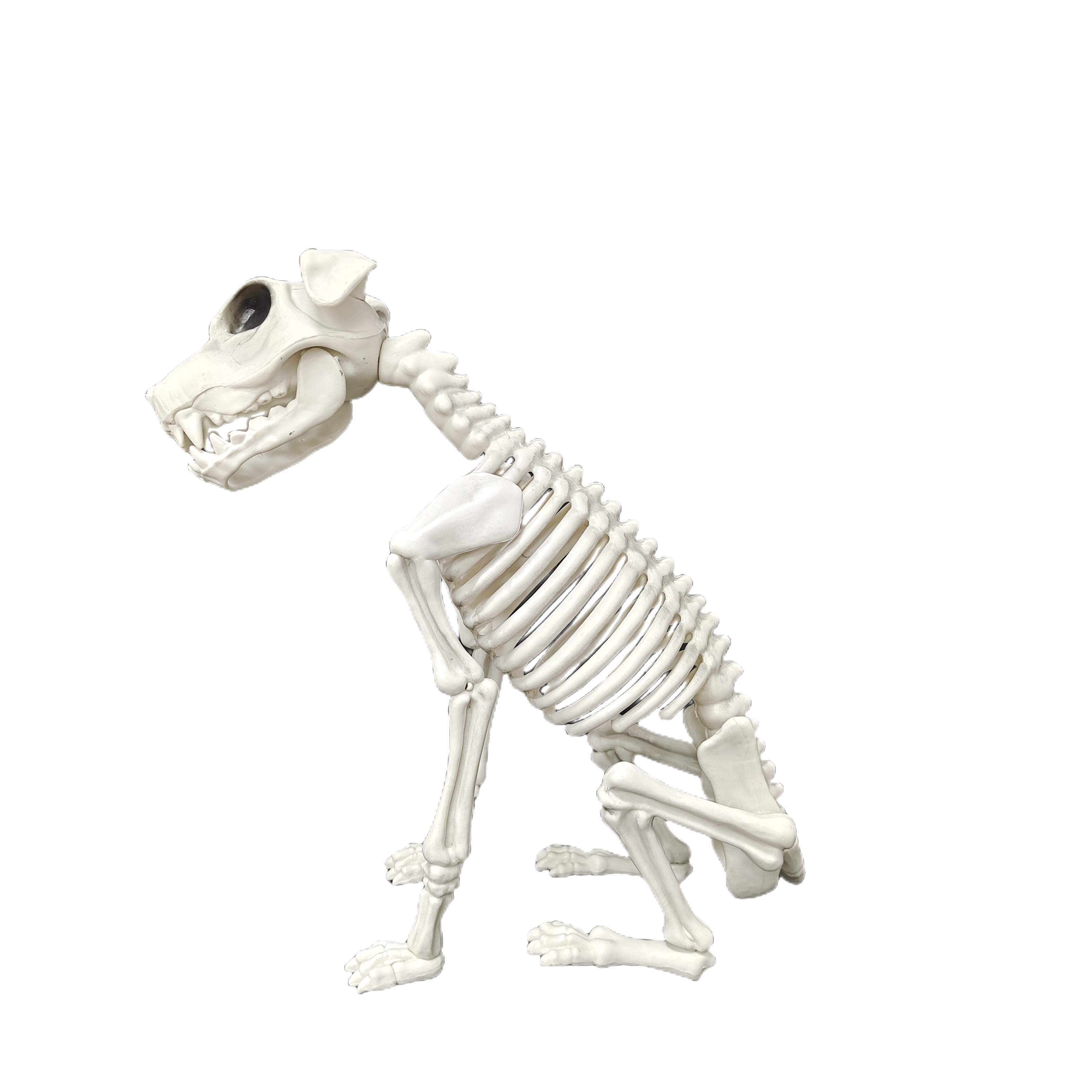 Dog Skeleton - Temu