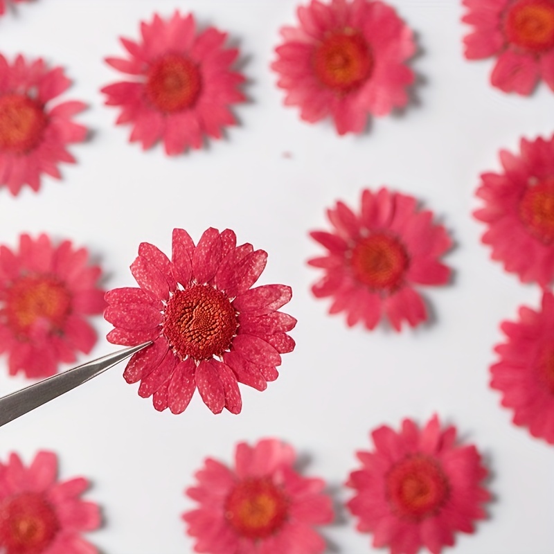 Natural Dried Pressed Flowers For Scrapbooks Diy Art Crafts - Temu