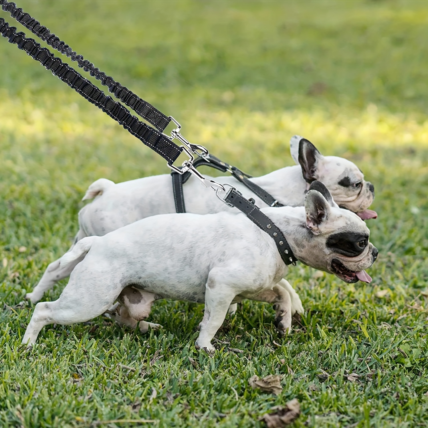 No 2024 slip leash