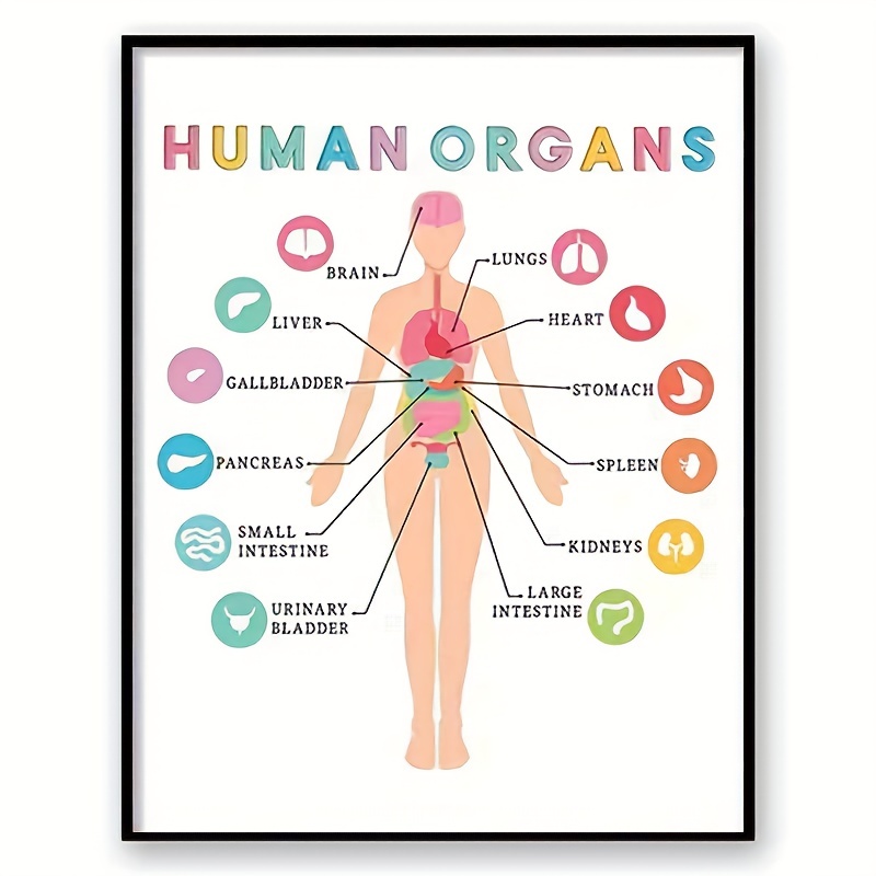 Free Human Body Printables for Kids - In The Playroom
