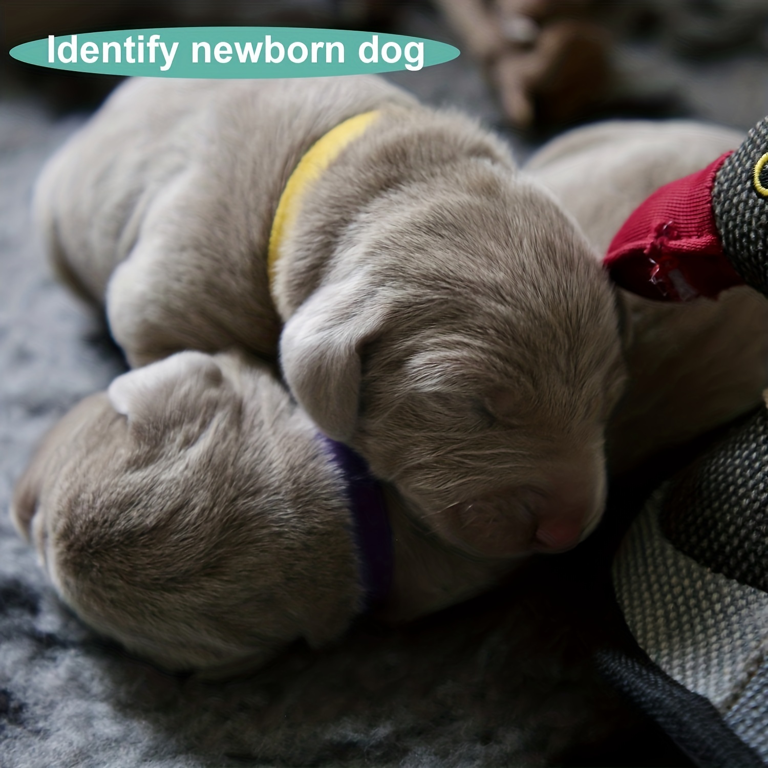 Newborn shop puppy tags