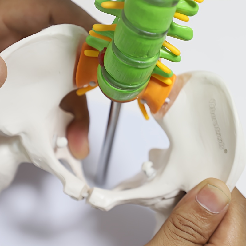 CoudarTitie 人間の脊柱モデル スタンド付き脊椎ディスプレイ 脊髄