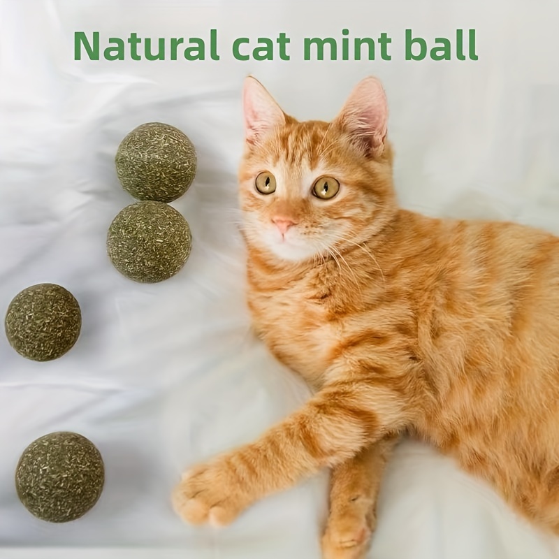 Safe chew toys outlet for cats