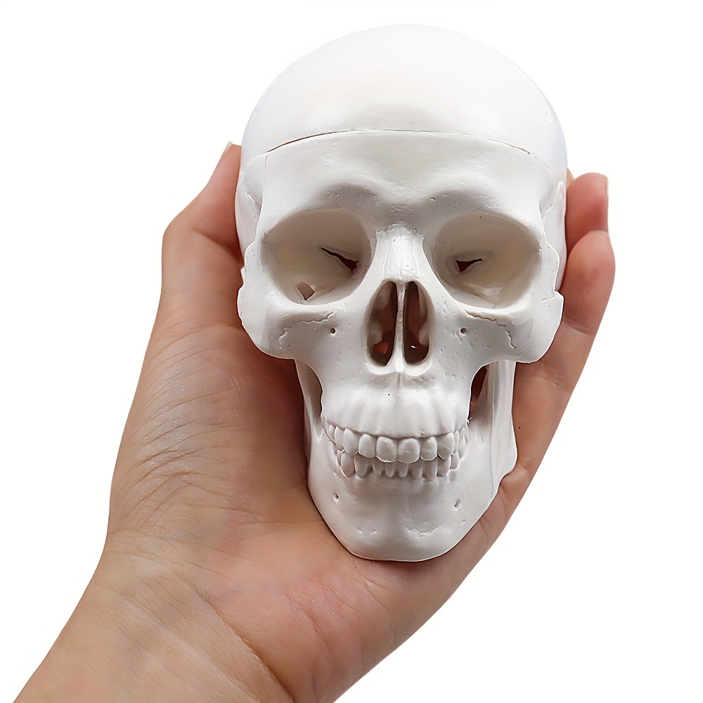 GRFIT Modèle de Crâne Humain, Anatomie Humaine Colorée Crâne Anatomique  Didactique Crâne 22 Pièces Modèle Flexible Et Amovible pour Cours d'Anatomie  : : Commerce, Industrie et Science