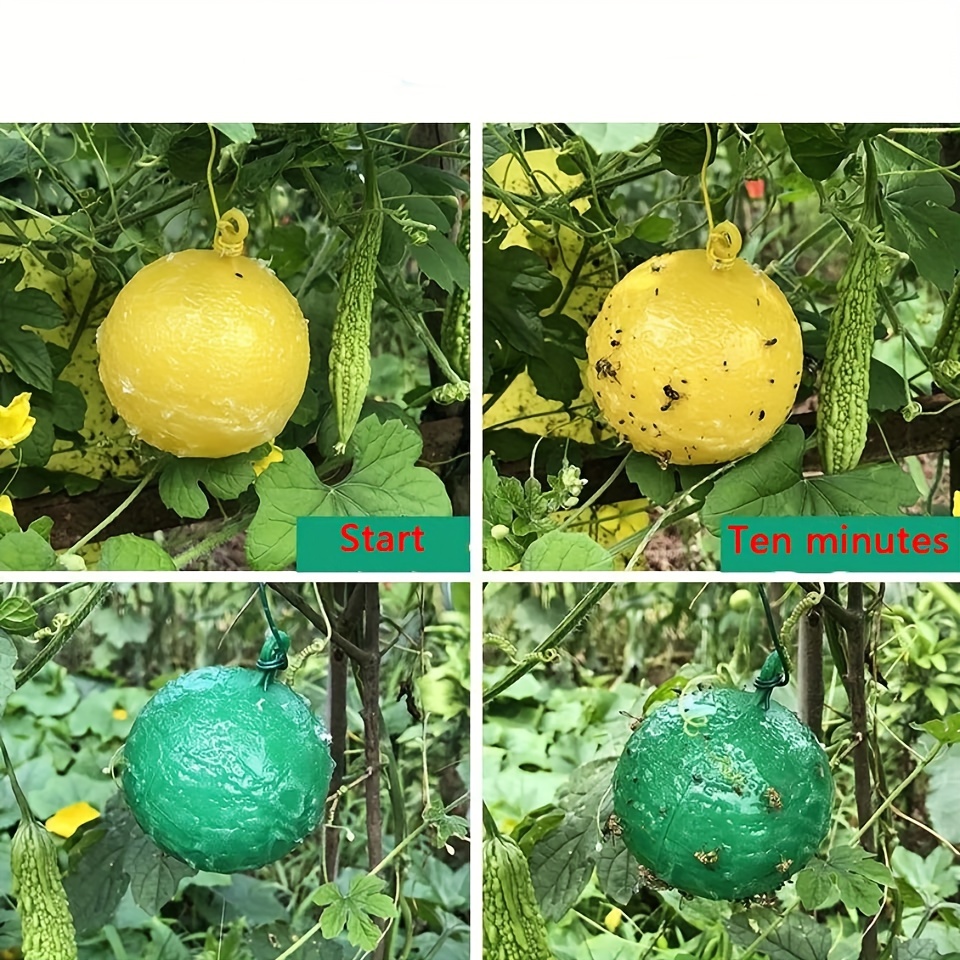 Pumpkin Shape Sticky Fly Trap Ball Orange Creative Plant - Temu