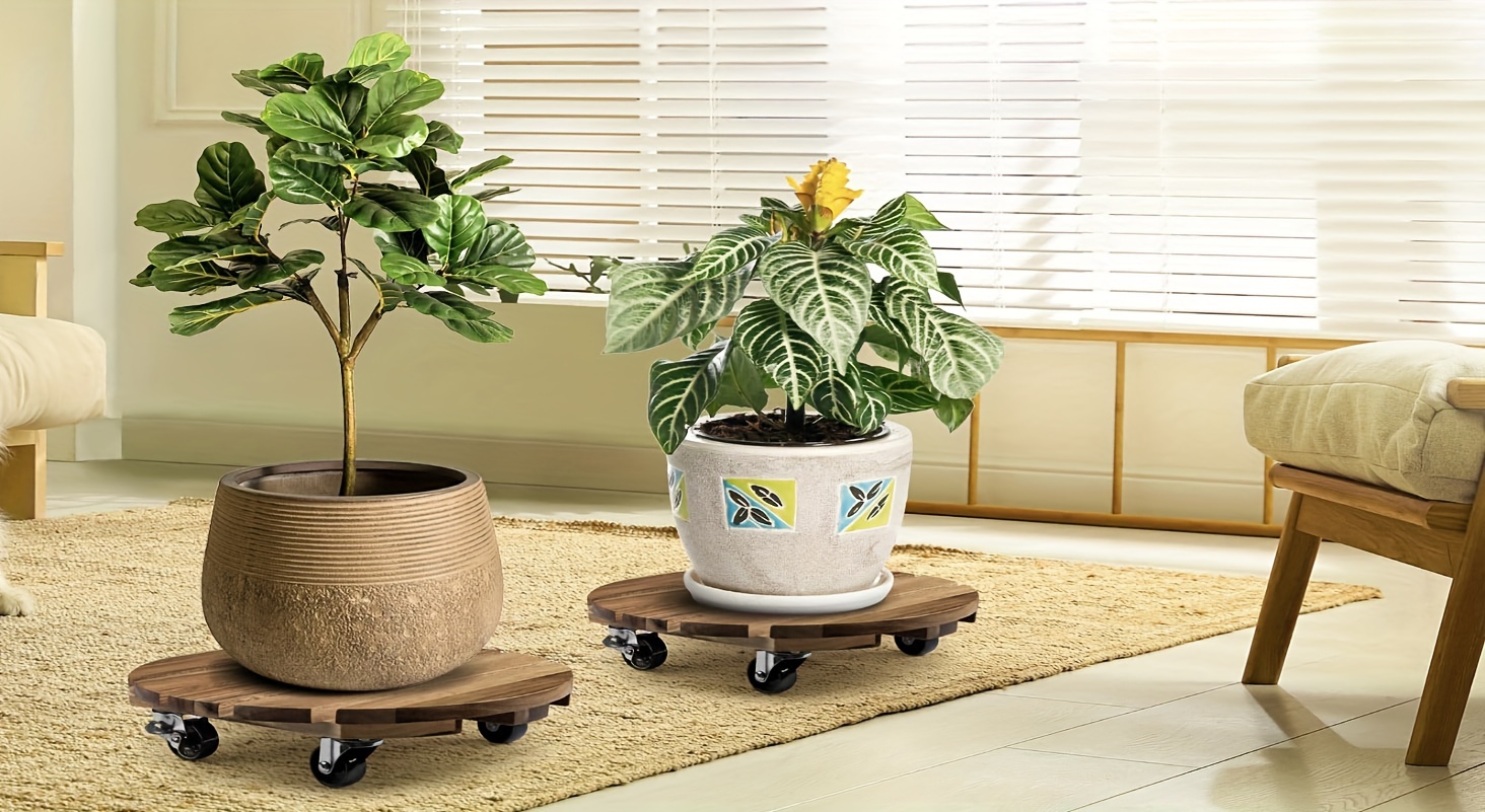 codiaeum croton mammy Codiaeum variegatum 'Mammy' main image 1