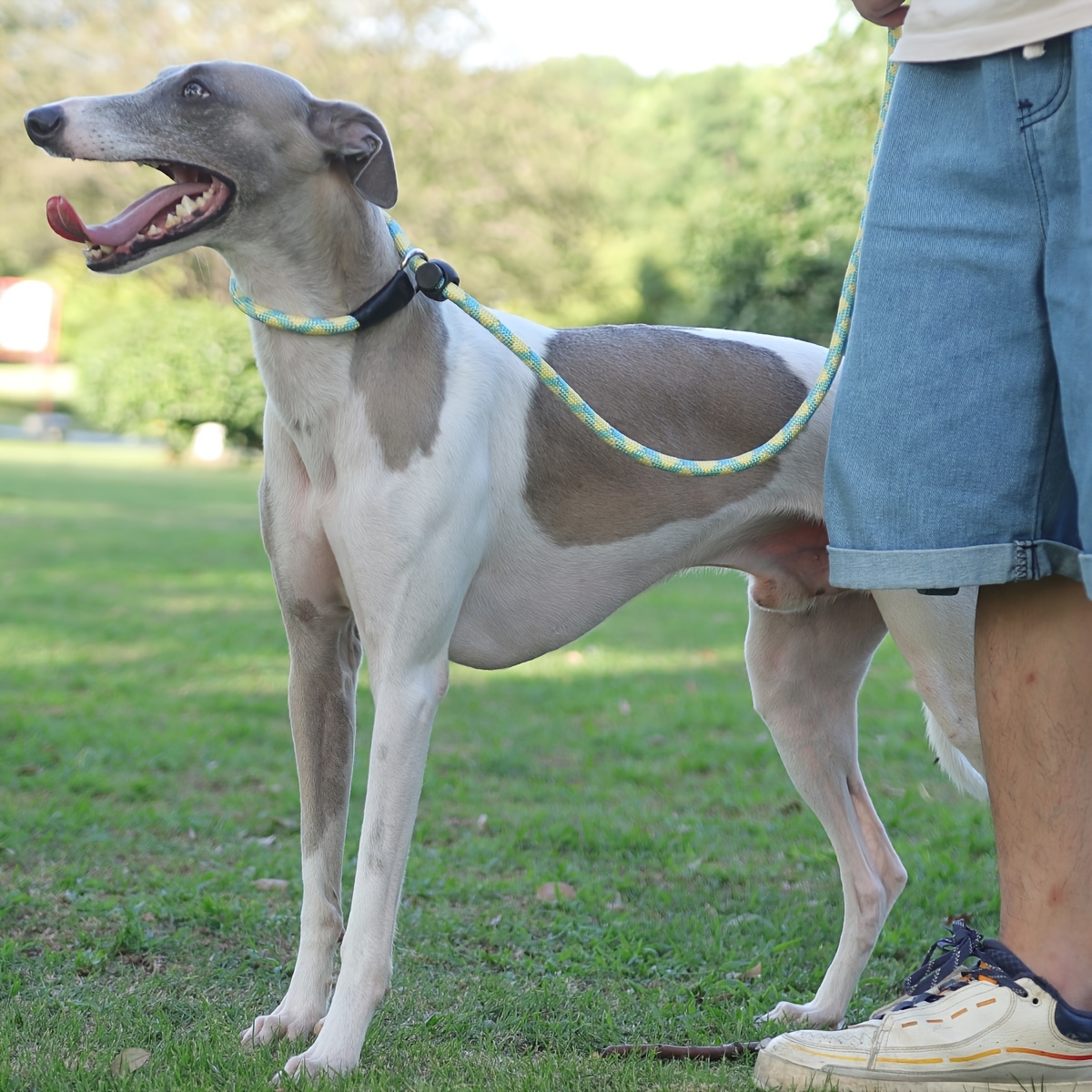 Collare per cani Punch