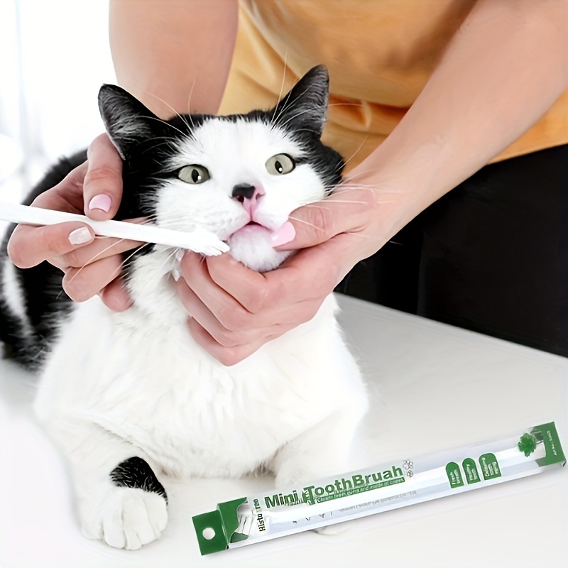 Cat 2024 and toothbrush