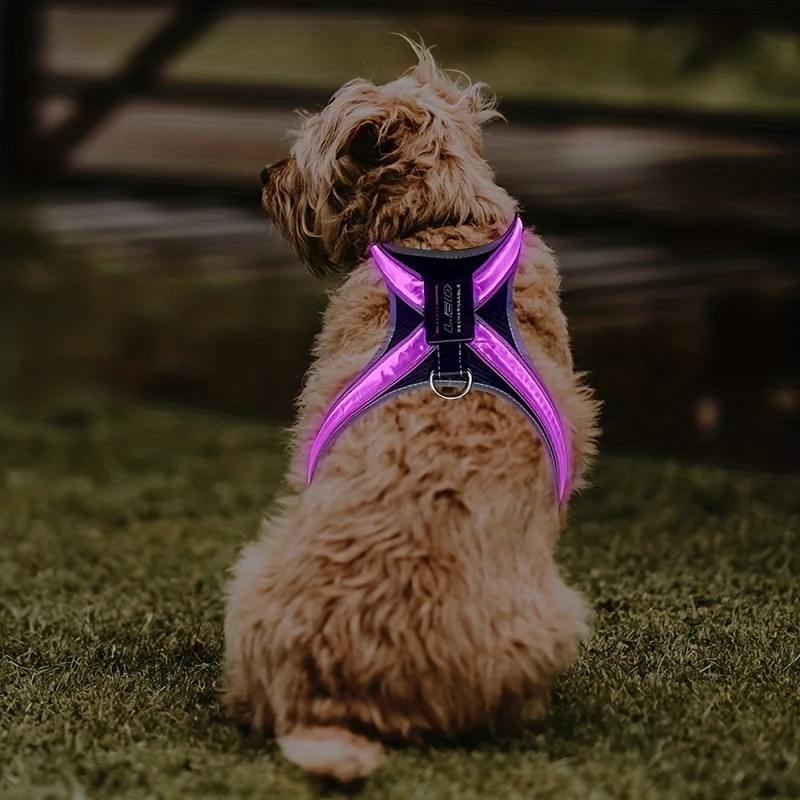 PZRLit Collar Luminoso Perro Recargable con 3 Modos de iluminación Collar  Luz Perro Noche de Seguridad, Ajustable para Cachorros Pequeños, Medianos y