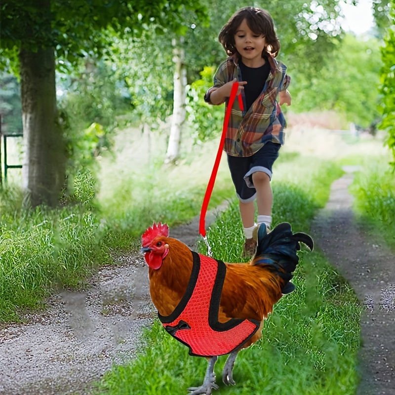 Chicken harness on sale and leash australia