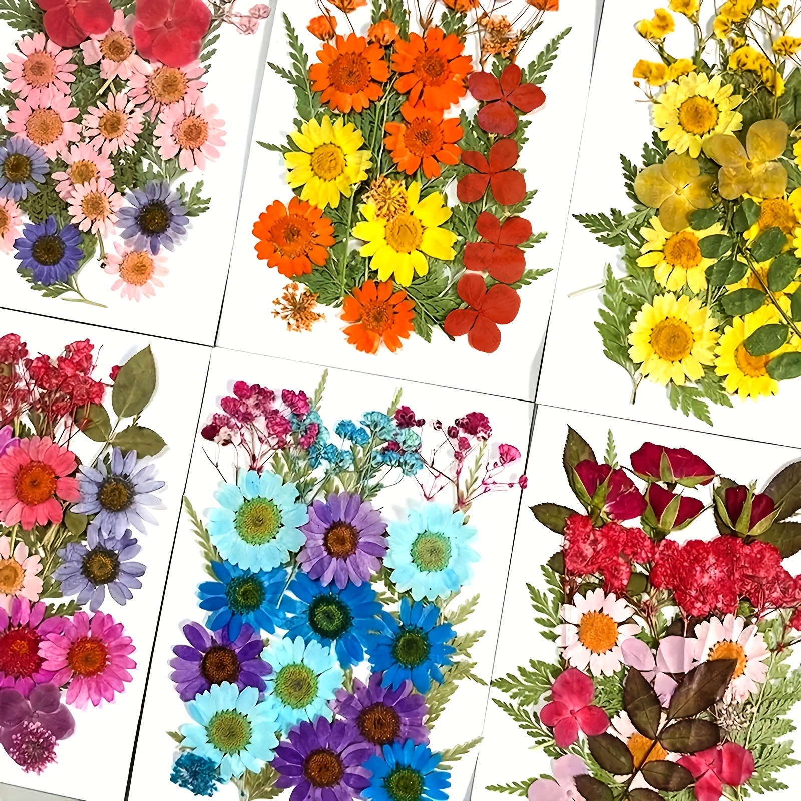 Real Dried Pressed Flowers For Resin Bright Color Natural - Temu