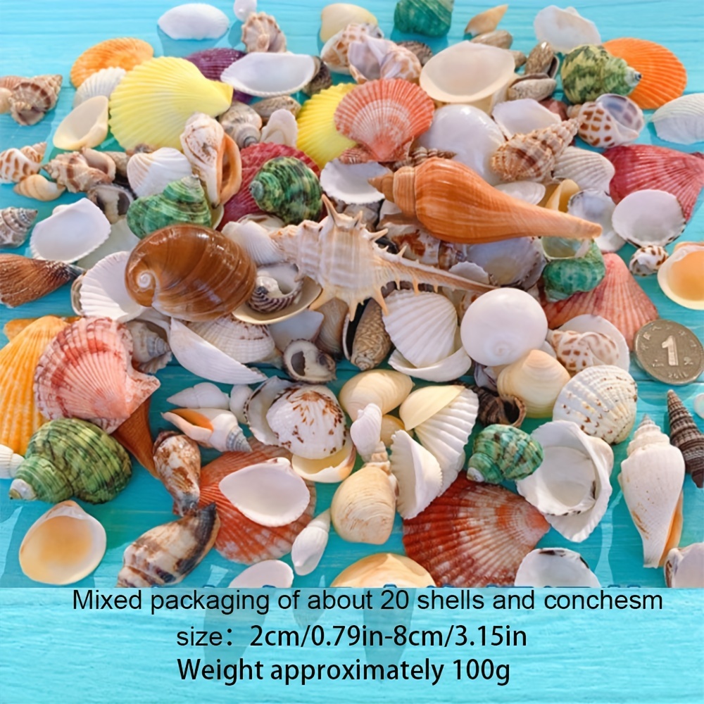 1case Mixed Sea Shells Assorted Natural Seashells Conch Aquarium