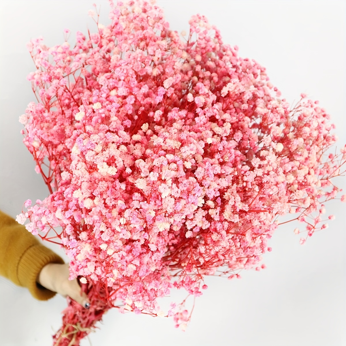 Baby's Breath, Gypsophila Preserved Pink Color, Dried Flowers