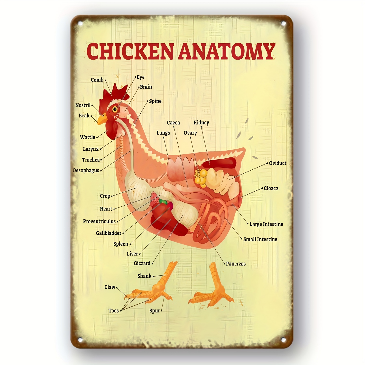 Cute Educational Chicken Knowledge Breeds of Chickens Chart Vintage Metal  Tin Sign For Farm Club Cafe Bar Home Kitchen Wall Decoration 12 x 8