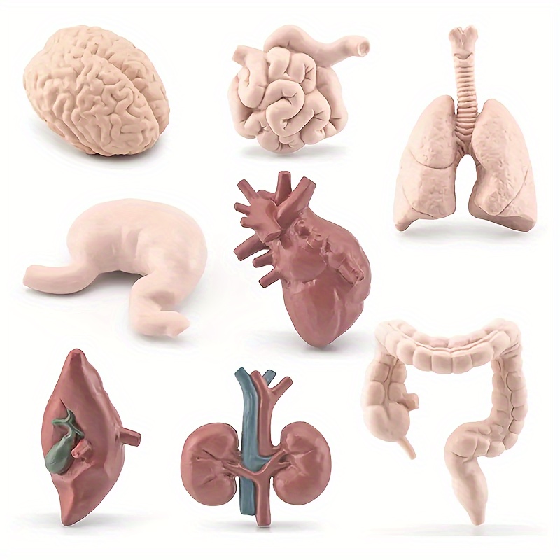  SCIENCE CAN Modelo de cuerpo humano para niños, juguetes  interactivos de anatomía para niños de 5 a 7 años, modelo de anatomía  humana con 15 piezas extraíbles : Juguetes y Juegos