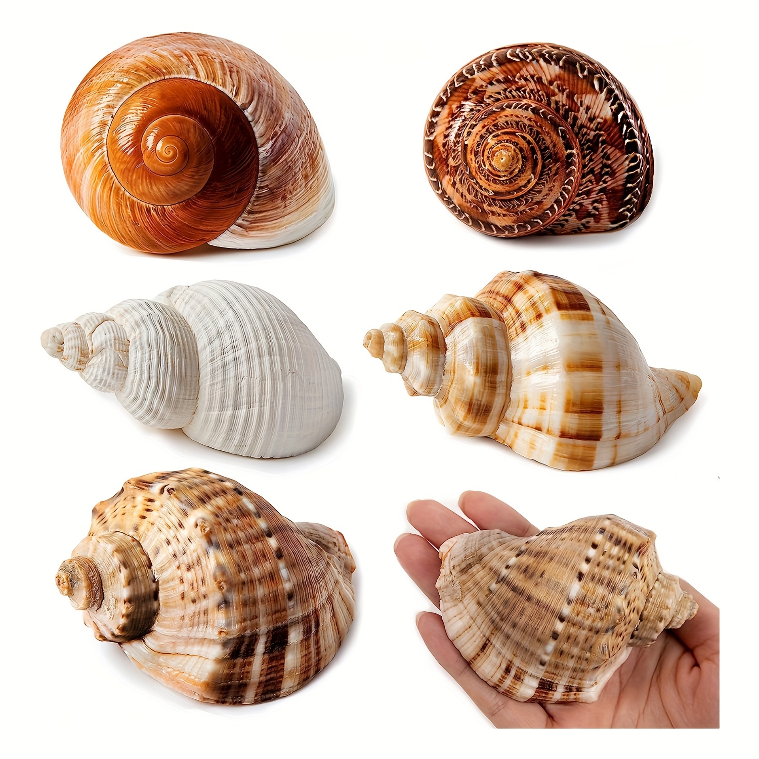 Big Sea Shell Conch Natural, Large Natural Sea Shells