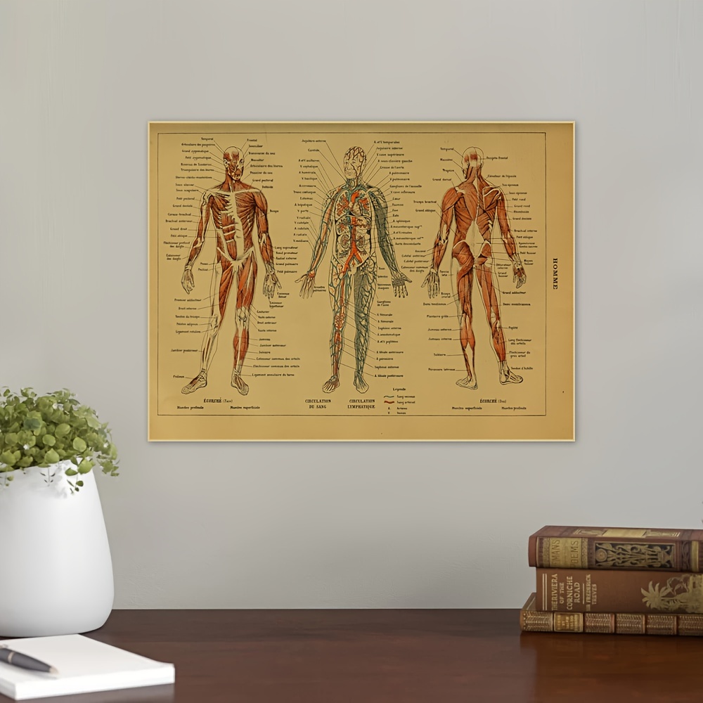 Human Anatomy. Set of Three Poster Wall Art Home Decor - Etsy Canada