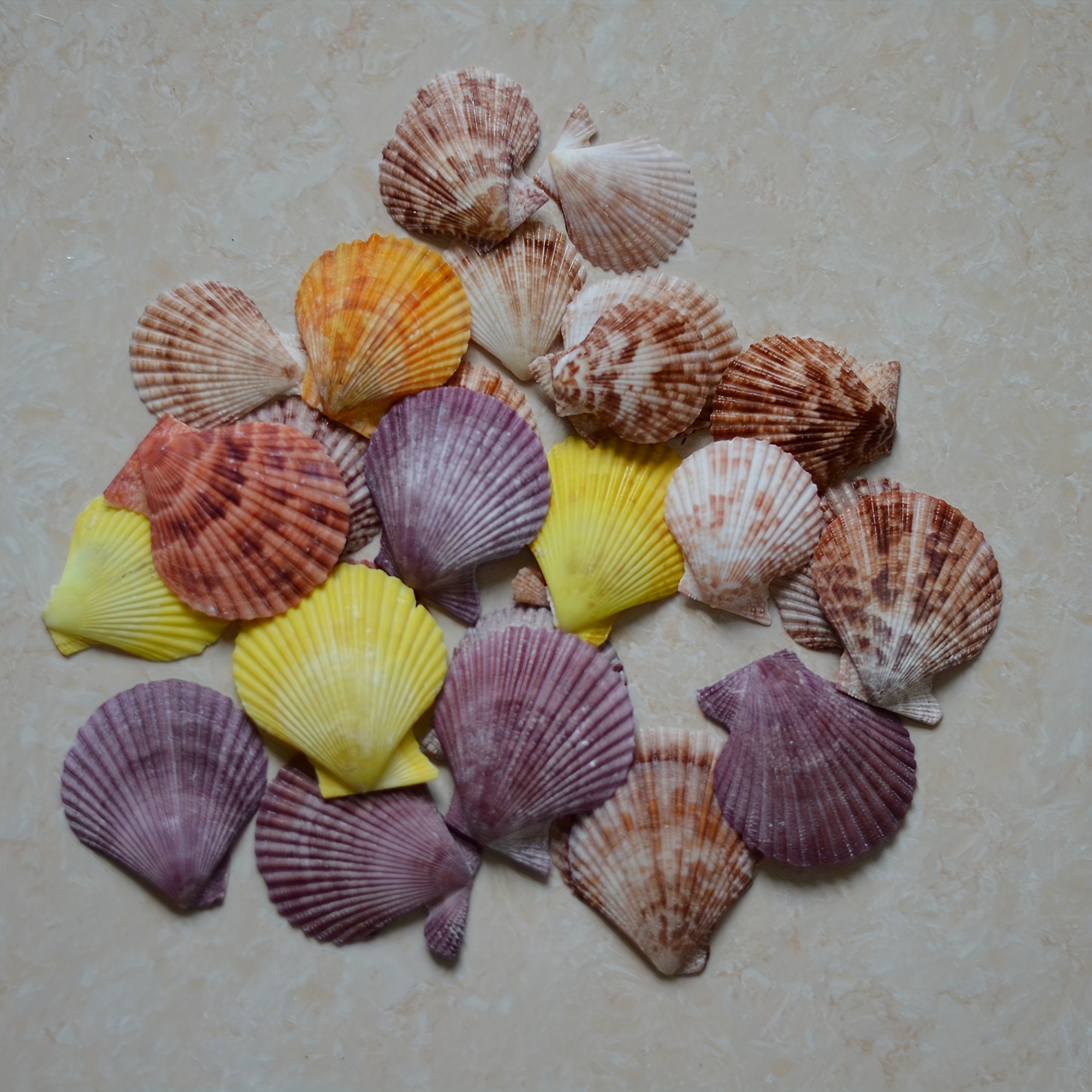 Natural Scallop Sea Shells, ornamento roxo para aquário, presentes