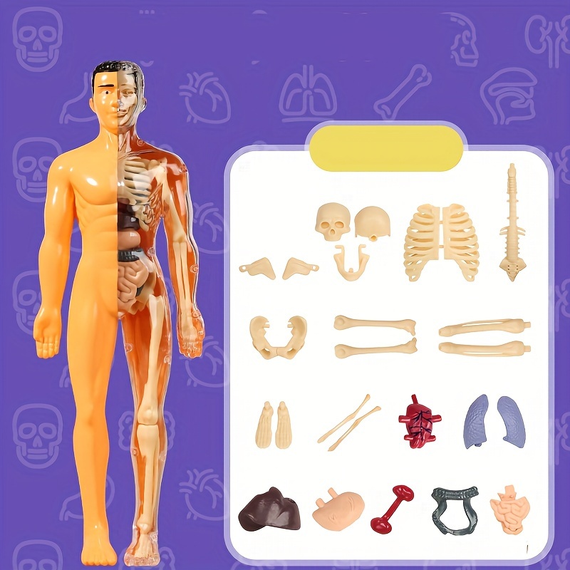 Modèle d'assemblage anatomique 3D du squelette humain, apprentissage  éducatif des organes humains, jouet assemblé, outils d'enseignement  scolaire – les meilleurs produits dans la boutique en ligne Joom Geek