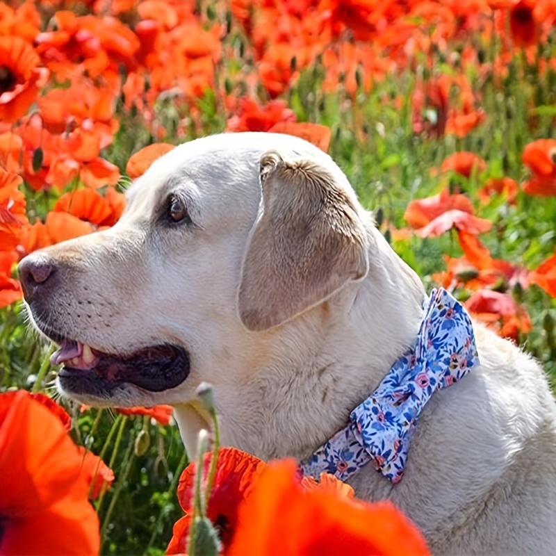 floral pattern dog collar detachable adjustable bow - Temu Philippines