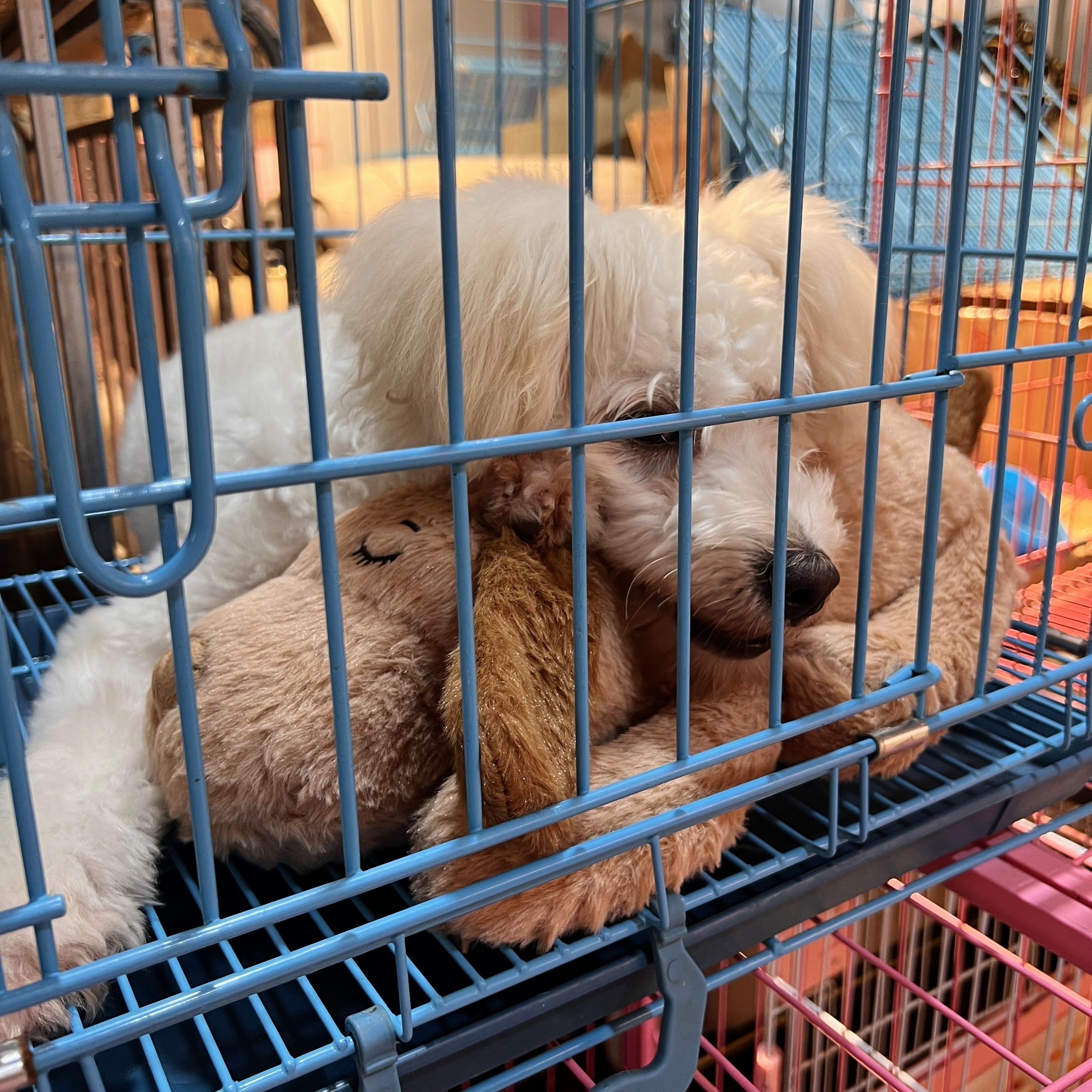 Toy dog shop with cage