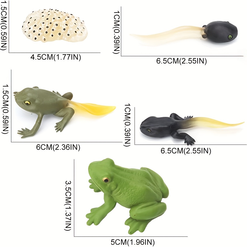 Frog Animal Life Cycle Model Figures Realistic Frog Life - Temu Belgium