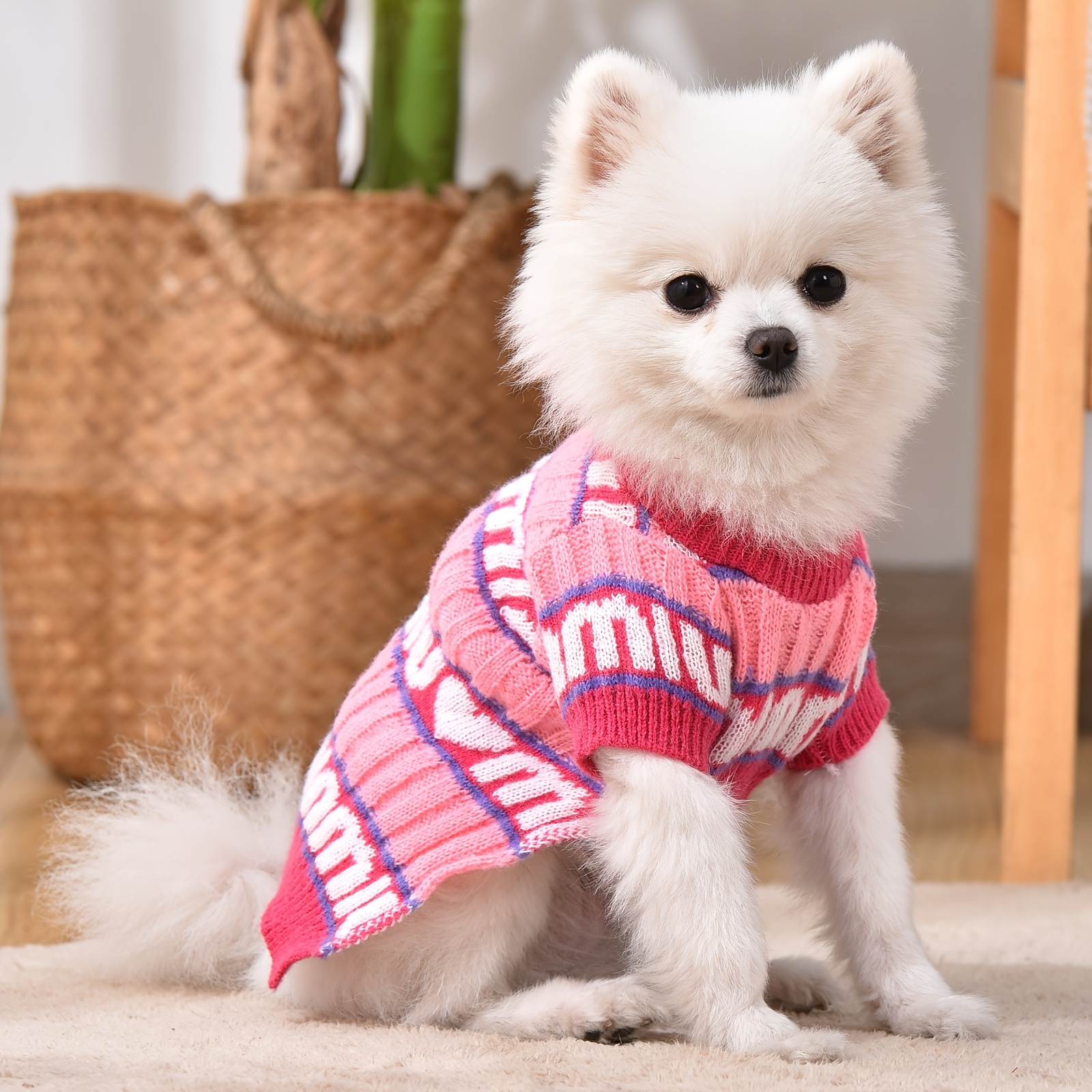 pomeranian clothes