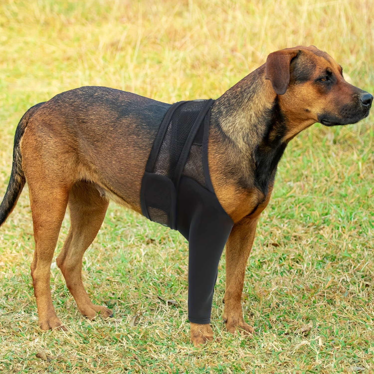 Hund Beinschutz Hund Beinorthese Front Fixierung Erholung Hund Beinärmel  Hilfsriemen Beinorthese Kurze Beinscheide, Verpassen Sie Nicht Diese  Tollen Angebote