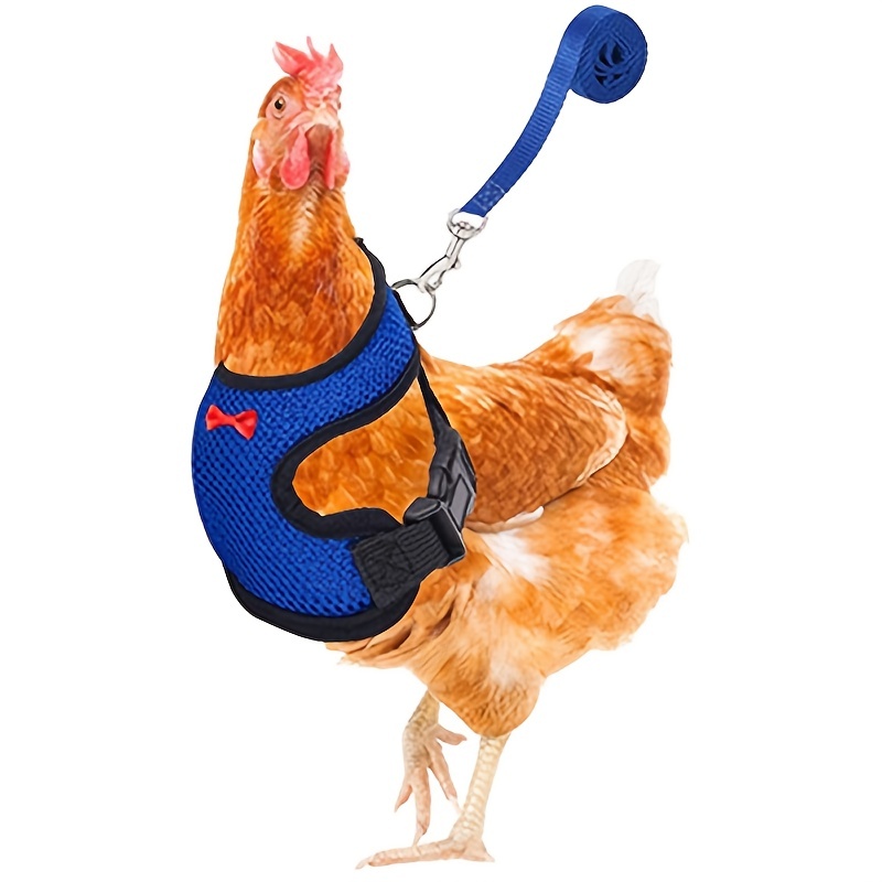 Chicken harness shop and leash