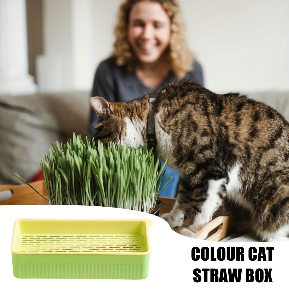 Boîte d'herbe à chat