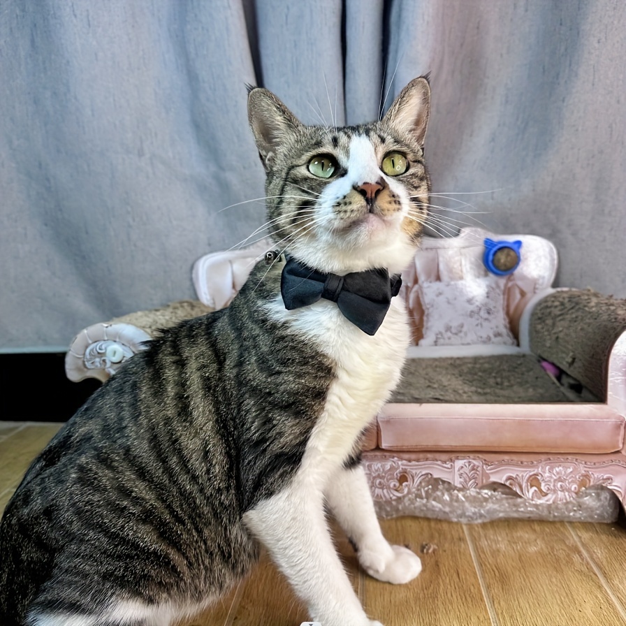 Bow tie cat collar hotsell with bell