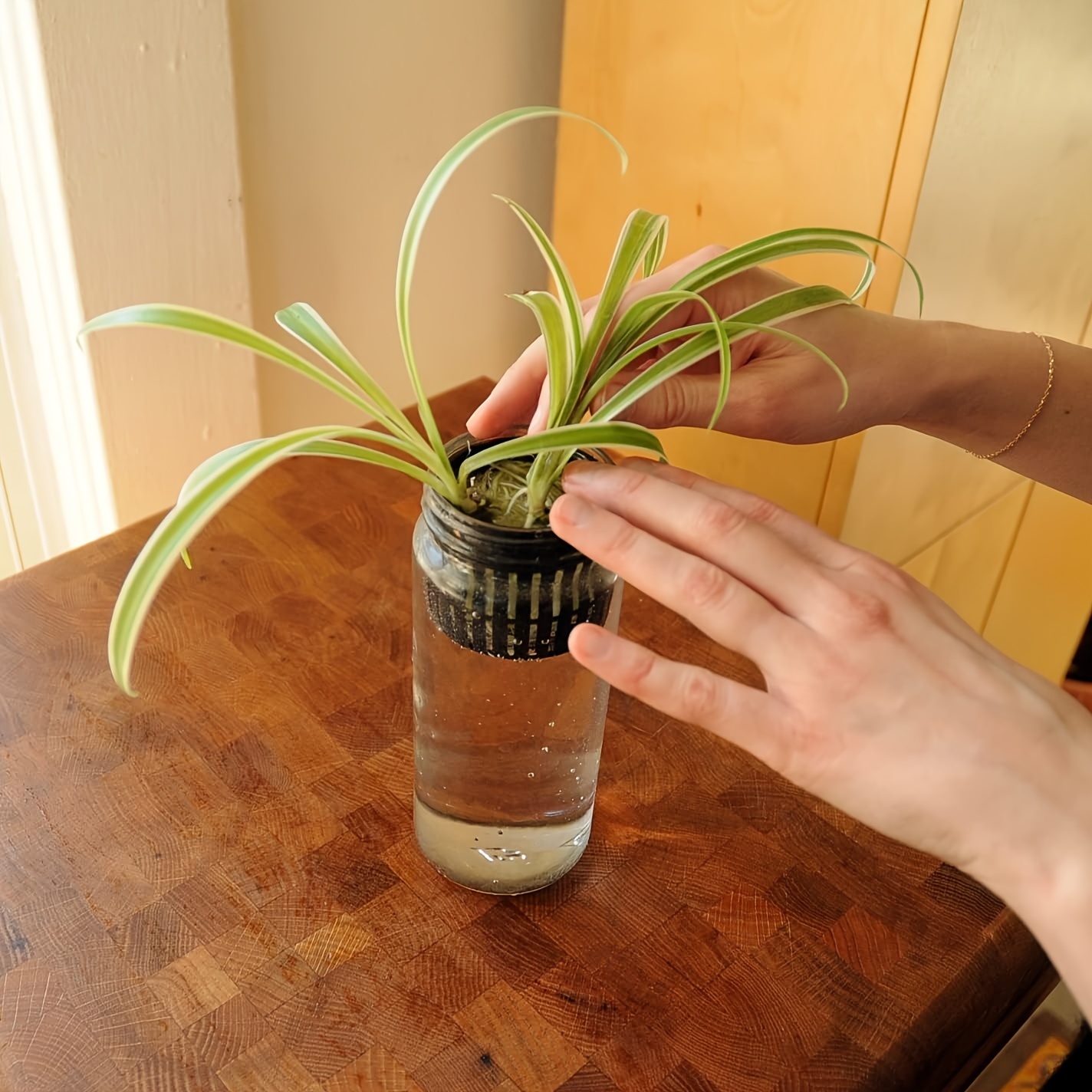 Net Pots Hold Plants And Medium Securely In Hydroponics Systems.