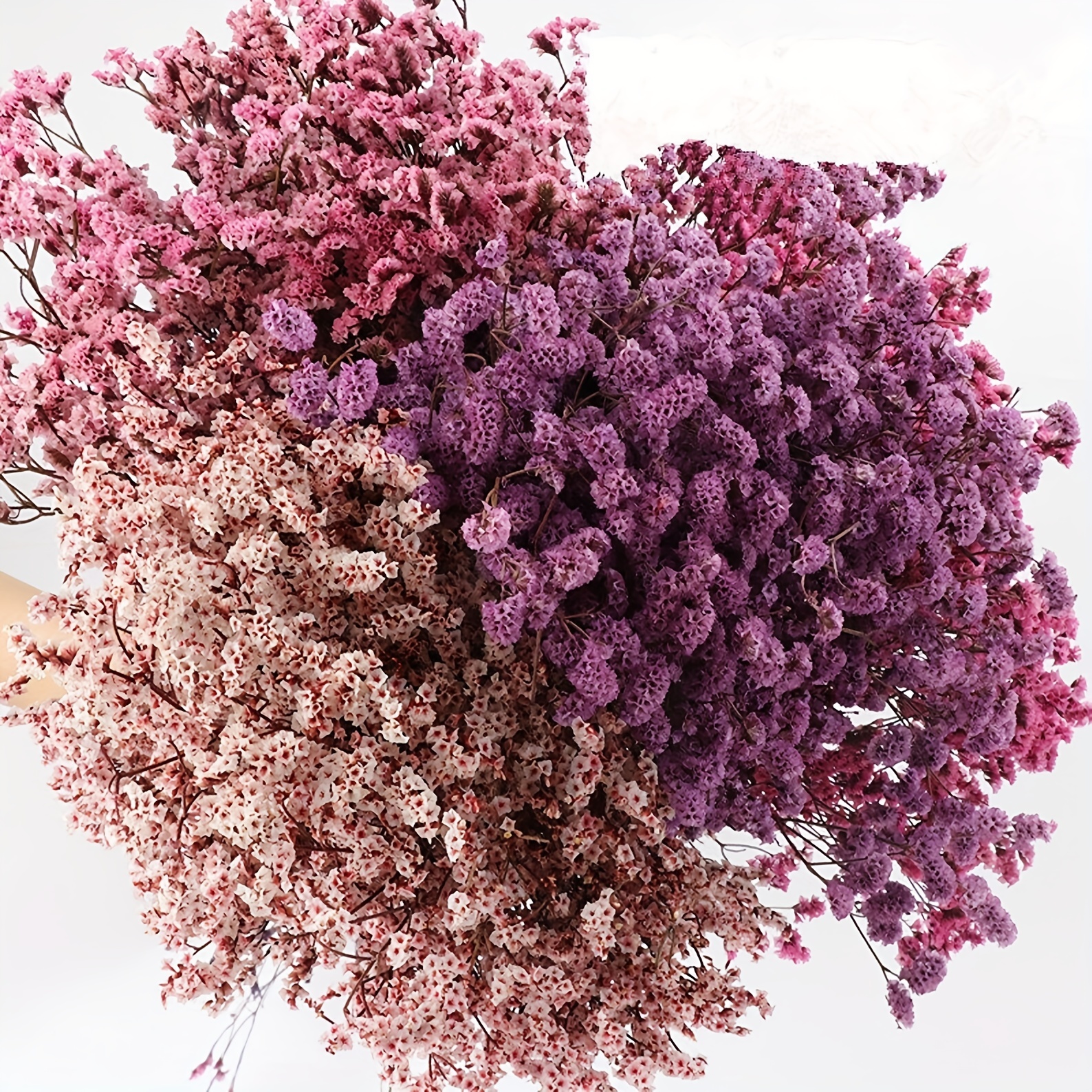 Baby's Breath - Gypsophila - Pink - Dried Flowers Forever - DIY