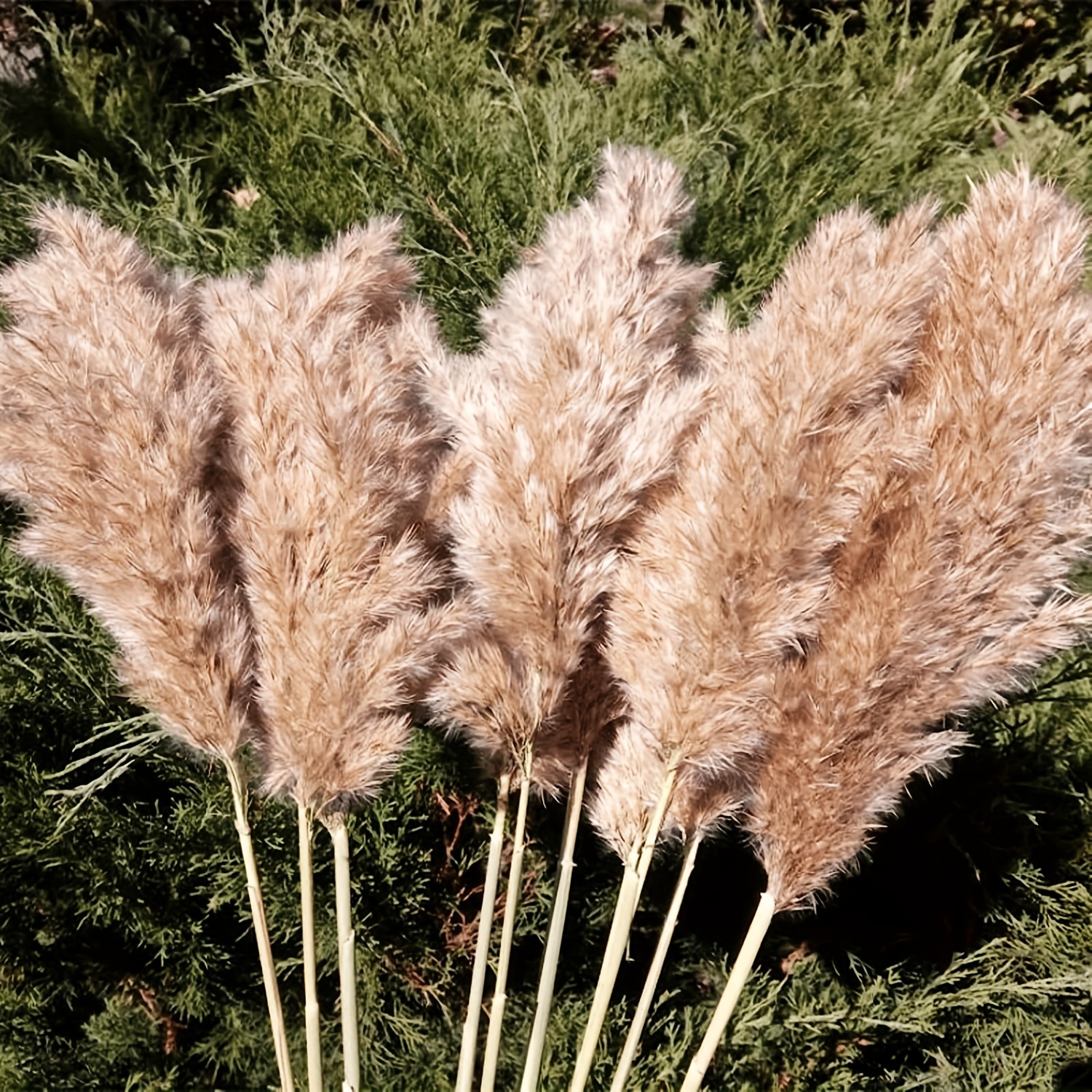Tall Fluffy Black Pampas Grass – Stix & Stems